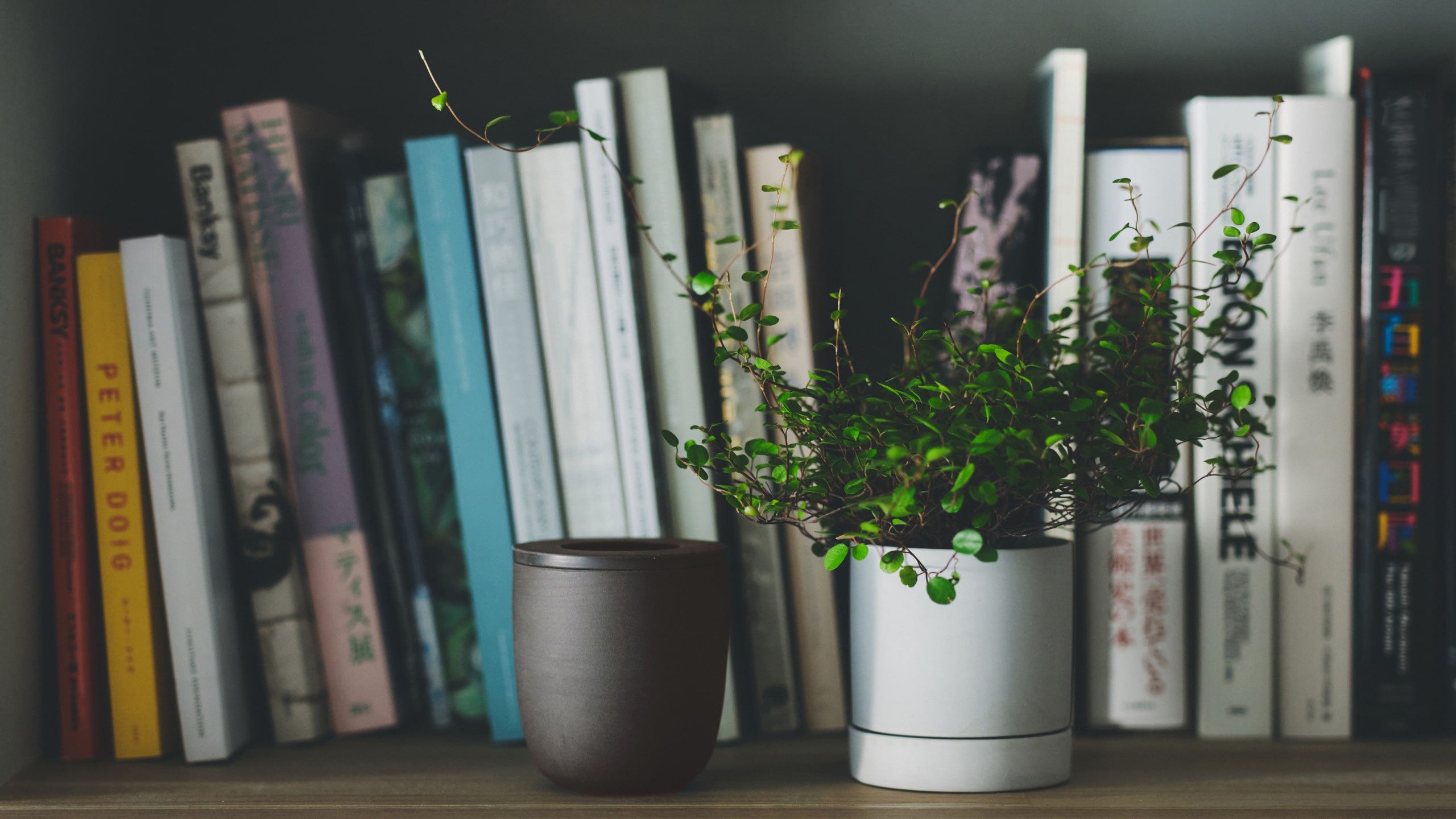 本棚の周囲に置いたメーカー使用写真。写真の棚・本・植物は付属しません。